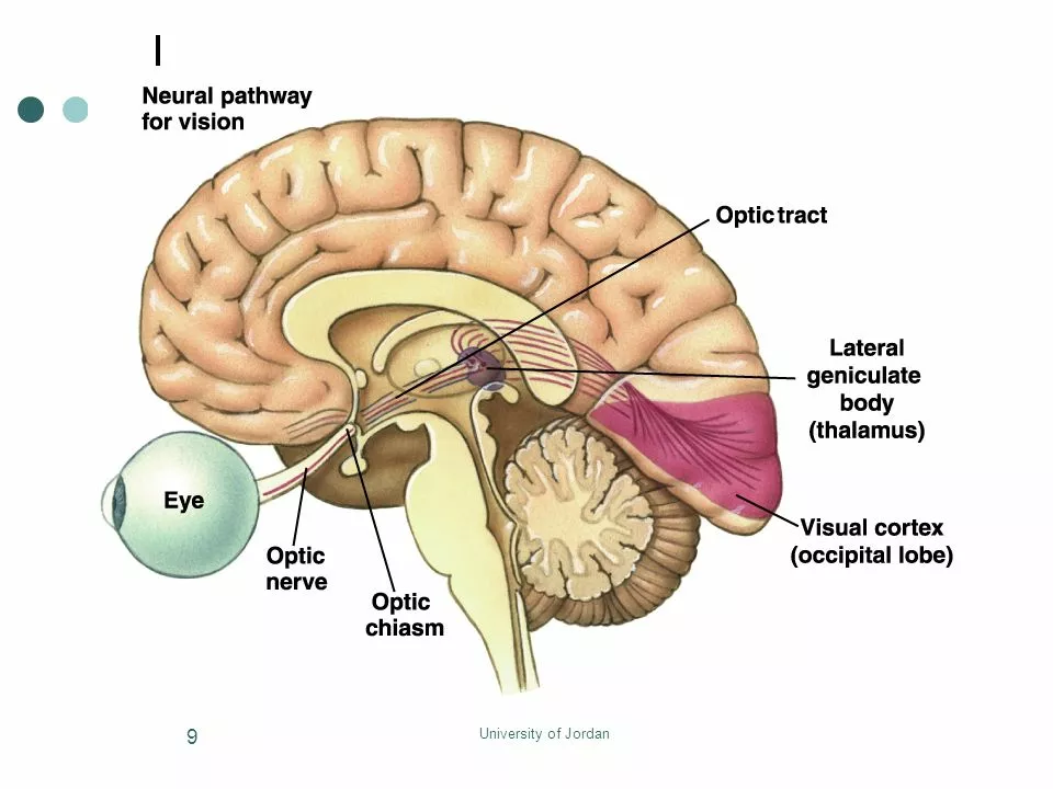 Central Cranial Diabetes Insipidus and Vision Problems: Causes and Solutions