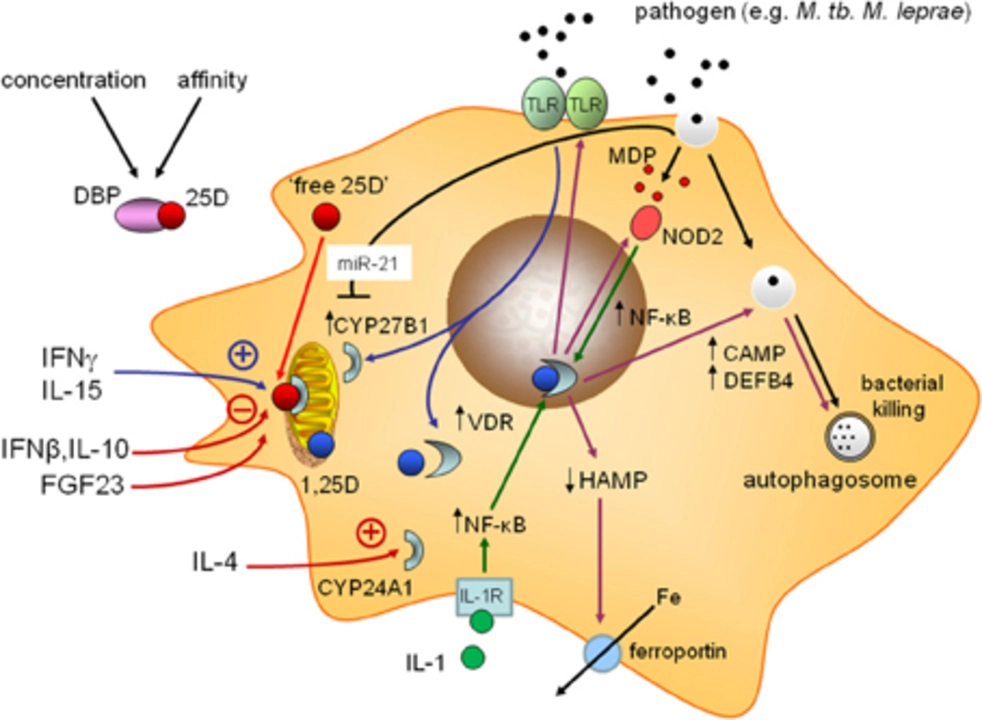 Shift-Work Disorder and Its Impact on Immune System Functioning